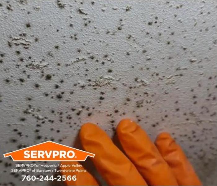 A person inspects mold growing on a wall.